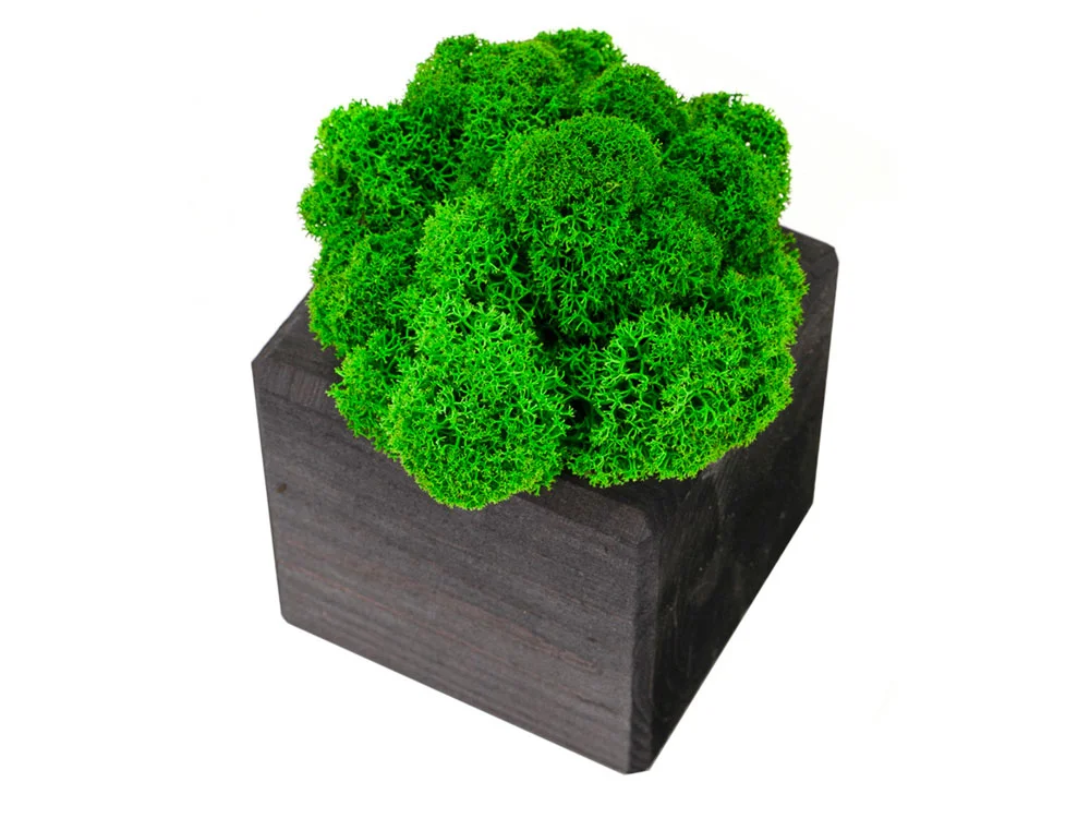 Композиция Мох в интерьере