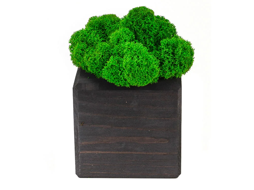 Композиция Мох в интерьере